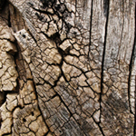 200+ Excellent Free High Quality Tree Bark Textures