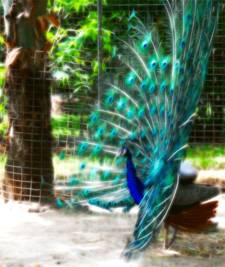 Peacock Fractalius by Vonshnaps
