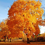 30 Absolutely Spectacular Autumn Wallpaper for your Desktop