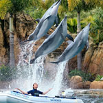 Dolphin Pictures that were Captured Beautifully