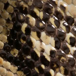 20 Distinctive and Unique Reptile Skin Textures