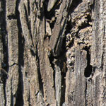 New Collection of 40 Wood Textures