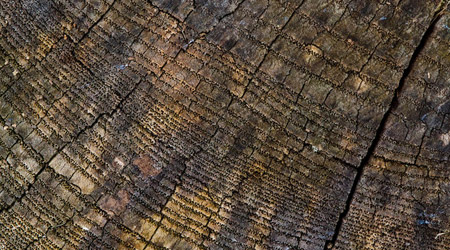 Free Wood Textures