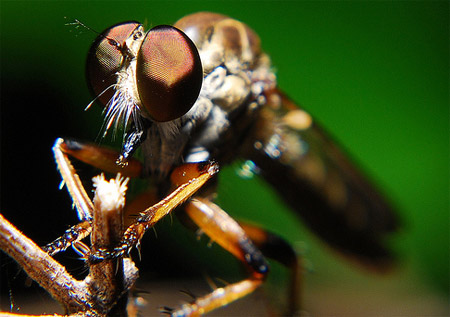 Macro Photography