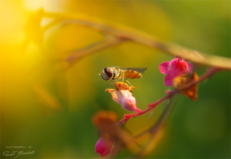 Macro Photography