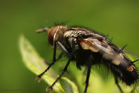 Macro Photography