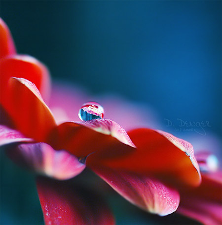 Macro Photography