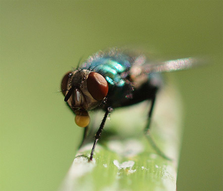 Macro Photography