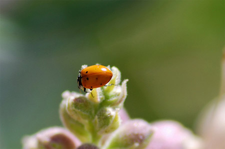 Macro Photography