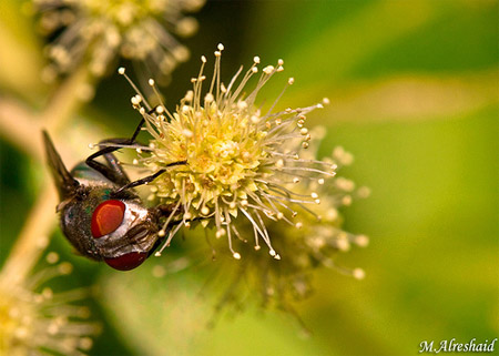 Macro Photography