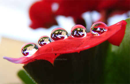 Macro Photography