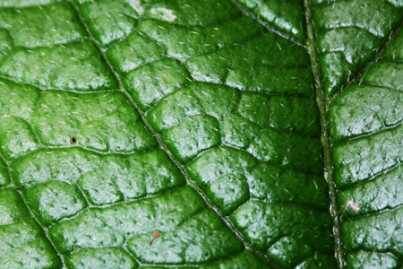 Leaf Vein Texture