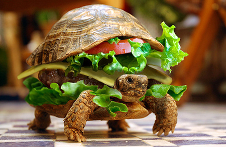 turtle burger