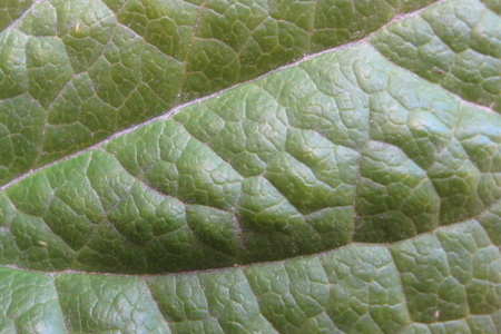 leaf macro 2