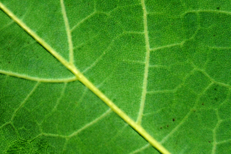 leaf texture 04