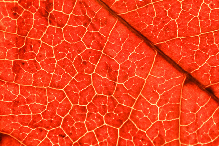 texture of a red leaf