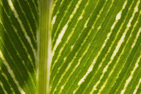 striped leaf texture