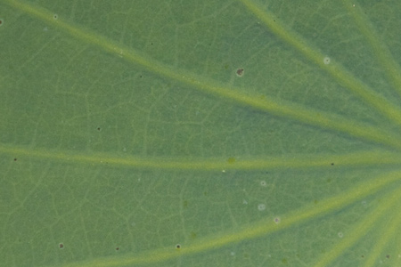 radial green leaf texture