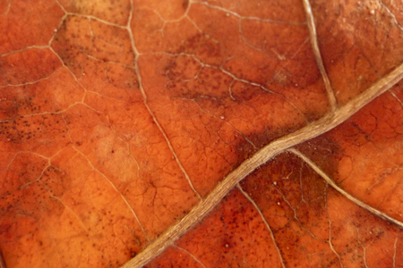 leaf macro texture