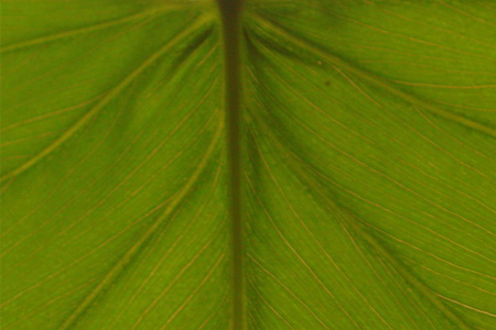 leaf texture 2