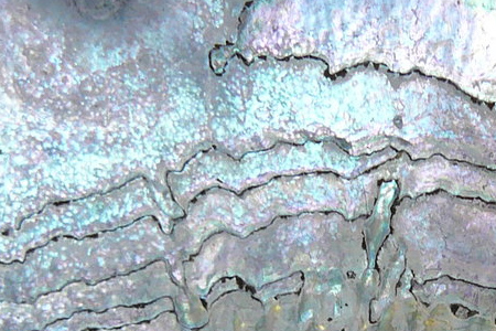 Abalone Shell Metallic Texture
