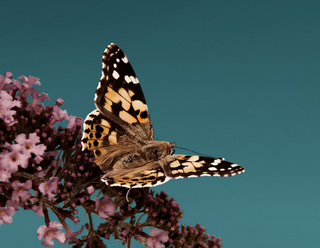 Butterfly Wallpaper 