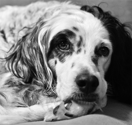 Nellie-Project 365-Day 137