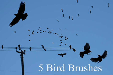 5 New Bird Brushes