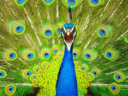 Peacock, New Zealand