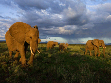 Samburu Elephants, Kenya