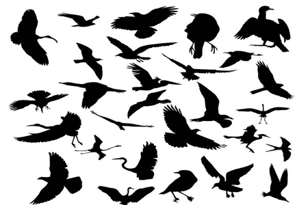 Bird Silhouette Brushes