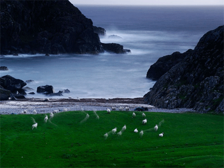 Sheep, Scotland