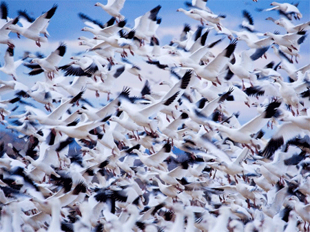 Snow Geese, New Mexico