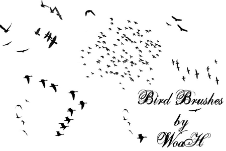 brush bird fly photoshop download