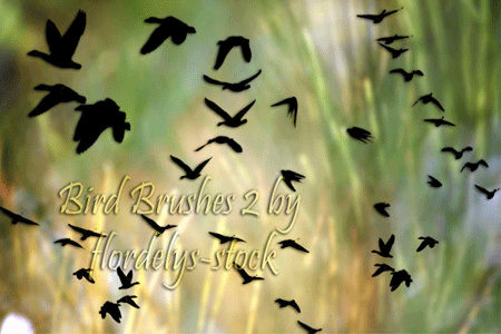 Bird brushes II