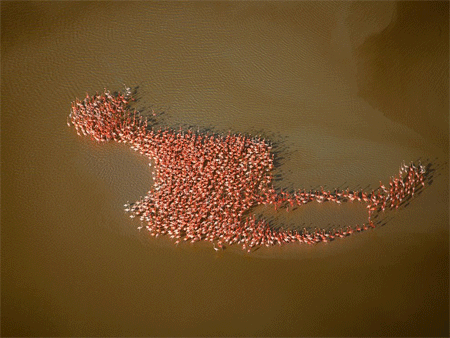 Flamingos, Yucatan Peninsula