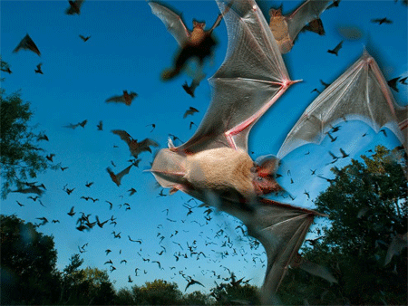 Mexican Free-Tailed Bats, Texas