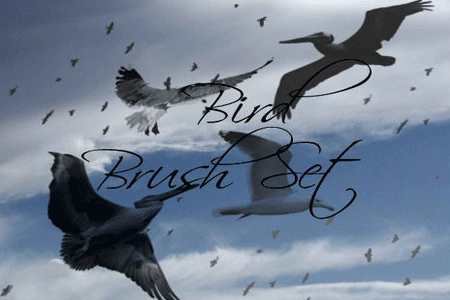 Bird Brush Pack