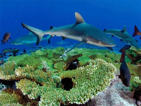 Shark, Kingman Reef Pod