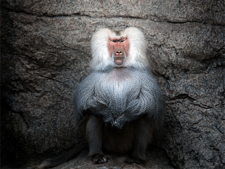 Baboon, Bronx Zoo