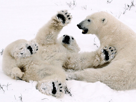 Polar Bear Cubs Playing, Canada