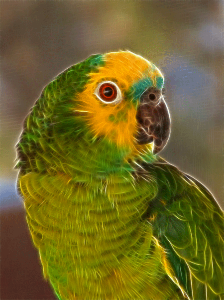 Baby Blue, Amazon Blue Front Talking Pet Parrot Portrait