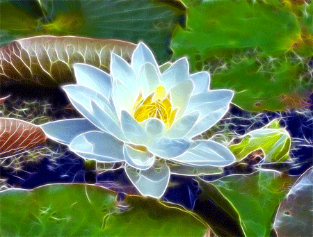 The Fractal Water Lily