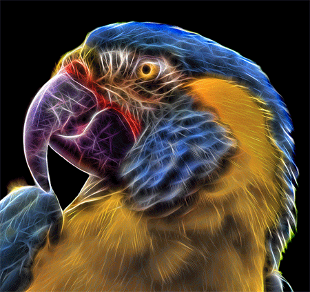 The Fractal Macaw