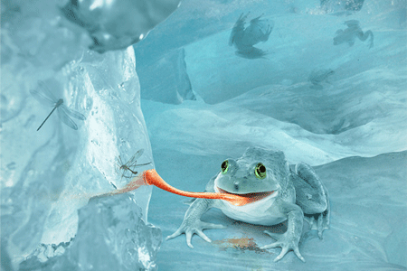 snow frog