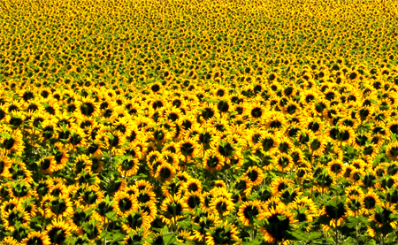 Under The Sunflower