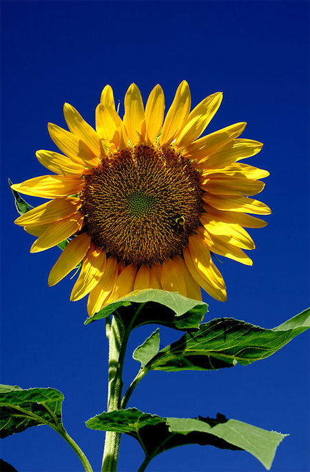Backyard Sunflower No. 4