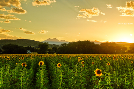 A Sunflower Paradise
