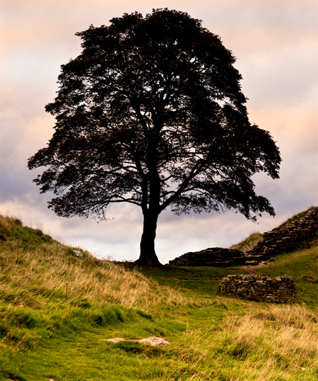 Sycamore Gap, Robin Hood's Tree