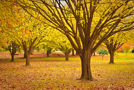 Autumn Trees of Tenterfield